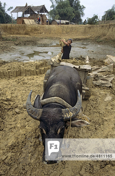 Brick making  loading clay onto Water Buffalo (Bubalus bubalis) cart  Thai Nguyen province  Vietnam  Southeast Asia