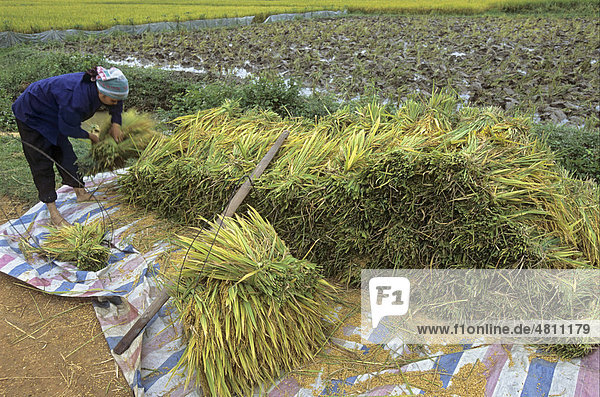 Stacking freshly cut rice for transport  Thai Nguyen province  Vietnam  Southeast Asia