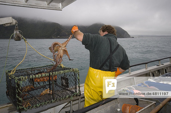 Catch of Southern Rock Lobster (Jasus edwardsii)  octopus enters pot and eats lobsters  South Bay  Kaikoura  South Island  New Zealand