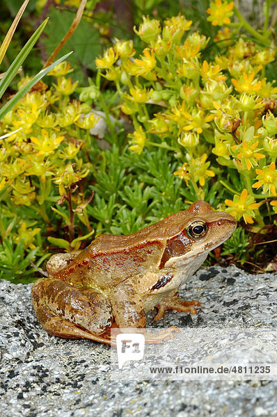 Grasfrosch (Rana temporaria)  Alttier sitzt auf Felsen neben Blumen  Italien  Europa