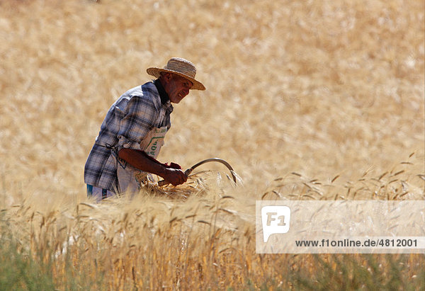 Barley (Hordeum vulgare) crop  peasant farmer harvesting by hand using sickle  Morocco  Africa