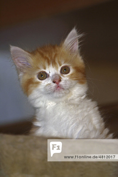 Maine-Coon-Katze  junges Kätzchen  Portrait