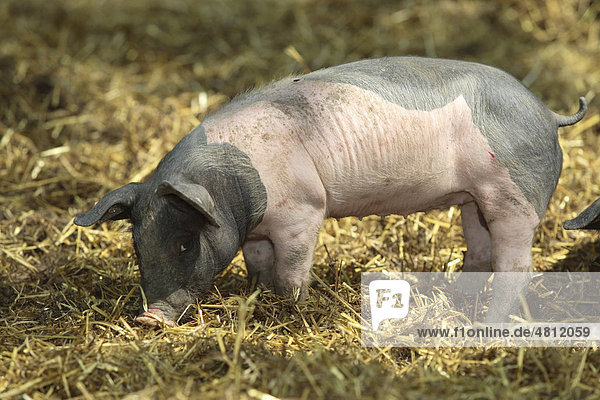 Hausschwein  Schwäbisch-Hällisches Schwein (Sus srofa domestica)  Jungtier in Freilandhaltung  Deutschland  Europa