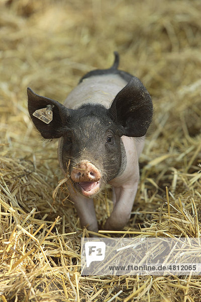 Hausschwein  Schwäbisch-Hällisches Schwein (Sus srofa domestica)  Ferkel in Freilandhaltung  Deutschland  Europa