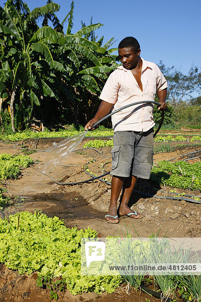 Smallholder irrigating herb garden  salad  onions  Araripina  State of Pernambuco  Brazil  South America