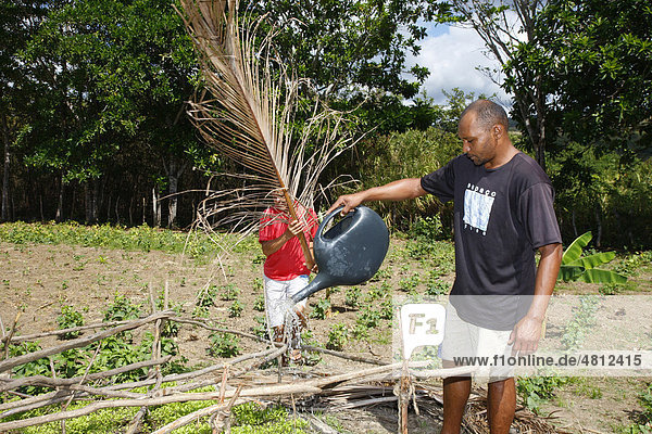 Kleinbauern beim Gießen und Abdecken von Gemüse gegen Sonneneinstrahlung  Beschäftigungsinitiative für Alkoholkranke  Crato  Bundesstaat Pernambuco  Brasilien  Südamerika