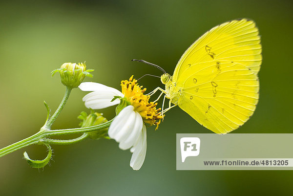 Gelber Eurema-Schmetterling (Eurema blanda arsakia)  Taiwan  Asien