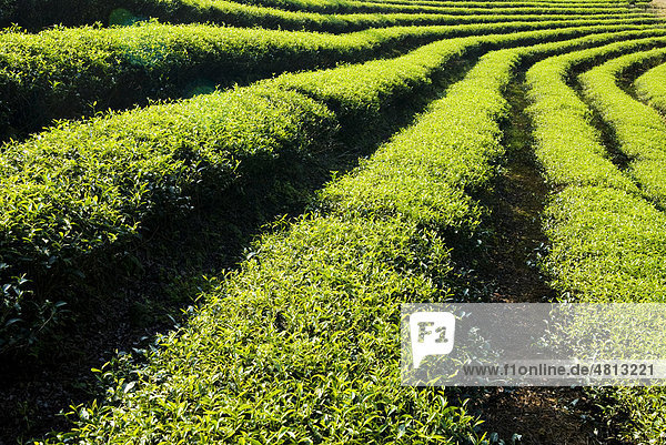 Chinesische Teeplantage mit Reihen von Teebäumen  Taiwan  Asien