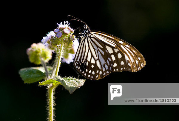 Parantica aglea maghaba Schmetterling auf Blüte