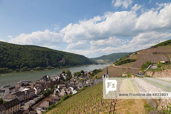 Europa  Deutschland  Rheinland-Pfalz  Blick auf Weinberg mit Burg und Assmannshausen im Hintergrund