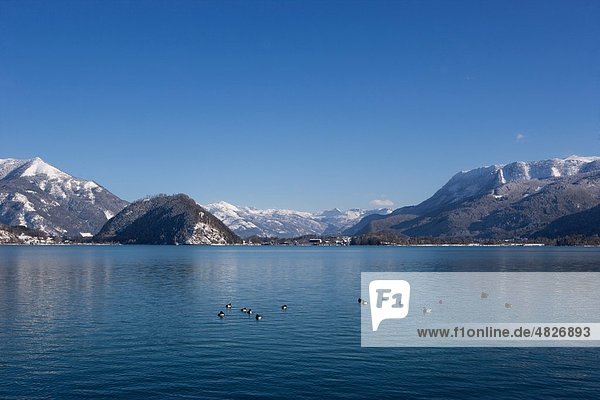 Österreich  Salzkammergut  Vogelschwimmen im Wolfgangsee mit Bergen