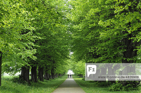 Lindenallee  Linden (Tilia platyphyllos)  von Schloss Groß Schwansee  Am Park 1  Mecklenburg-Vorpommern  Deutschland  Europa