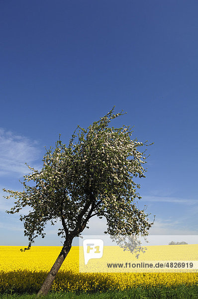 Blühender Apfelbaum (Malus)  hinten blühendes Rapsfeld (Brassica napus) mit blauen Himmel  Demern  Mecklenburg-Vorpommern  Deutschland  Europa