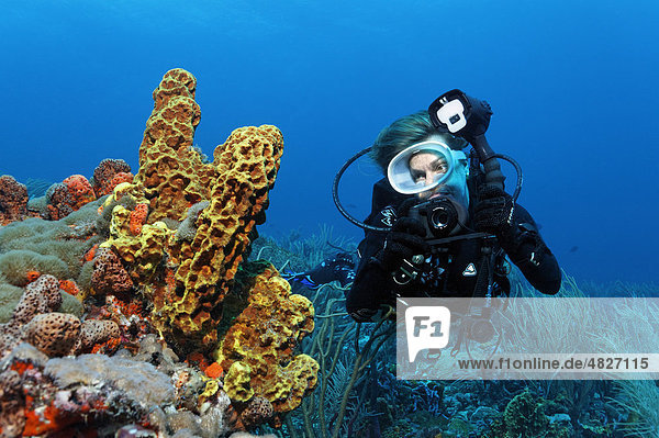 Taucher mit Unterwasser-Kamera  Unterwasserfotograf  betrachtet Gelben Röhrenschwamm (Aplysina fistularis)  Little Tobago  Speyside  Trinidad und Tobago  Kleine Antillen  Karibik  Karibisches Meer