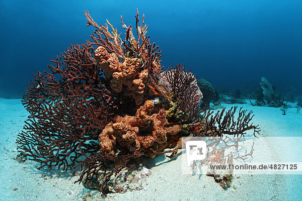 Riffblock,  Korallenriff,  bewachsen,  vielfarbig,  verschiedene Arten,  Schwämme,  Korallen,  Sandgrund,  Little Tobago,  Speyside,  Trinidad und Tobago,  Kleine Antillen,  Karibik