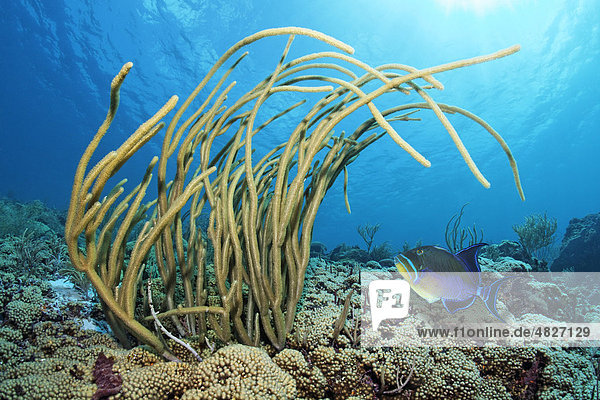 Korallenriff  Große Schlitzporen-Strauchgorgonie (Plexaurella nutans)  Königin-Drückerfisch (Balistes vetula)  Little Tobago  Speyside  Trinidad und Tobago  Kleine Antillen  Karibik  Karibisches Meer