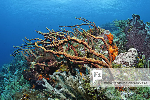 Riffabfall  bewachsen  vielfarbig  verschiedene Arten  Schwämme  Korallen  Little Tobago  Speyside  Trinidad und Tobago  Kleine Antillen  Karibik