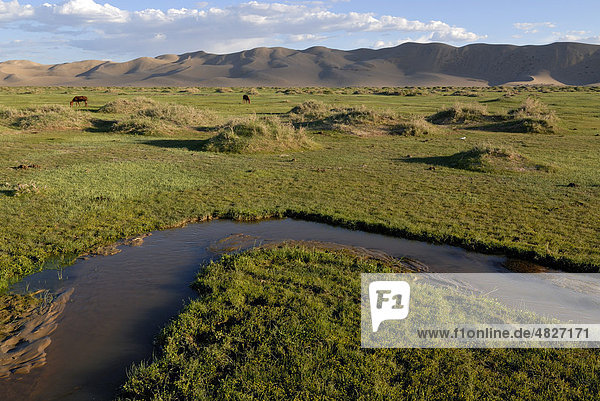 Kleiner frischer Flusslauf mäandert durch saftig grüne Graslandschaft vor den großen Sanddünen Khorgoryn Els in der Wüste Gobi  Gurvan Saikhan Nationalpark  Ömnögov Aimak  Mongolei  Asien