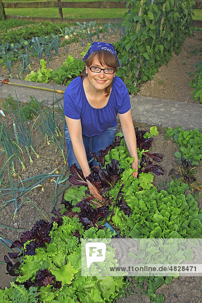 Young woman gardening  working in an organic home garden with lettuce  onions  parsley  runner beans and beetroot