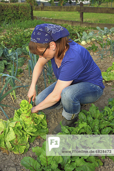 Junge Frau bei der Gartenarbeit in einem Bio-Hausgarten mit Salat  Zwiebeln und Rote Beete