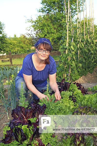 Young woman gardening  working in an organic home garden with lettuce  onions and runner beans