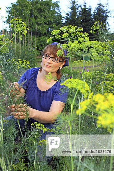 Young woman gardening  working in an organic home garden  looking through the yellow umbels of dill and cutting dill