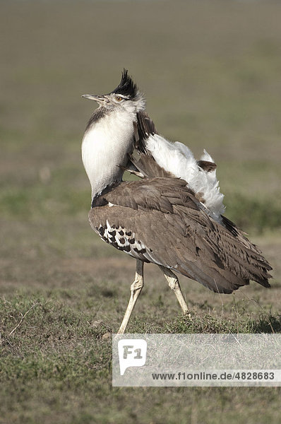 Kori Bustard (Ardeotis kori)  male  in courtship display in Ndutu  Ngorongoro  Tanzania  Africa