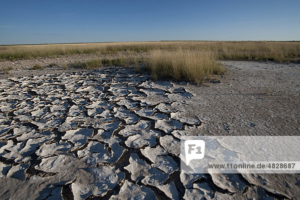 Ground covered with salt at Springbokfontein  Etosha National Park  Namibia  Africa