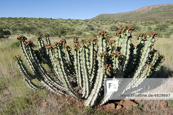 Gifboom (Euphorbia virosa) with fruit in Palmwag  Namibia  Africa