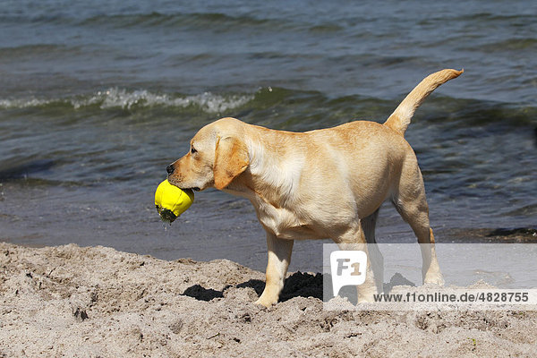 Blonder Labrador Retriever  Welpe  4 Monate  apportiert Ball am Strand