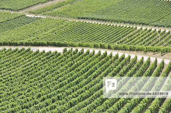 Winegrowing in Ruedesheim  Rheingau  UNESCO World Heritage Site Oberes Mittelrheintal Upper Middle Rhine Valley  Hesse  Germany  Europe