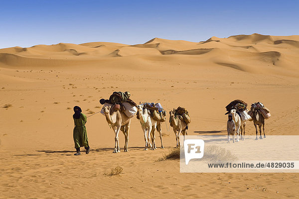 Kamel Karawane in der libyschen Wüste  Dromedare (Camelus dromedarius)  Libyen  Sahara  Nordafrika  Afrika