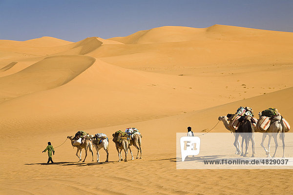 Camel caravan in the Libyan desert  Camels (Camelus dromedarius)  Libya  Sahara  North Africa  Africa
