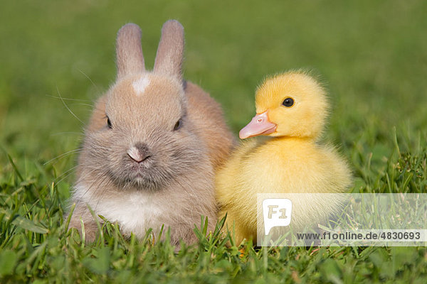 Kaninchen und Entenküken auf Gras