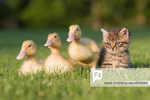 Drei Entenküken und Kätzchen auf Gras