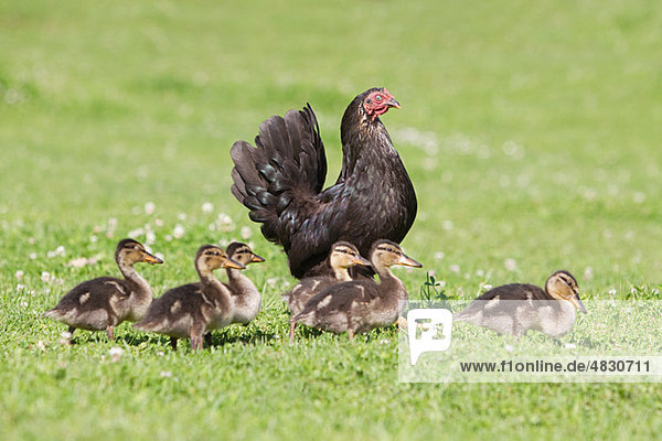 Sechs Entenküken mit einer Henne auf Gras