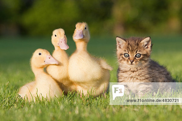 Drei Entenküken und Kätzchen auf Gras