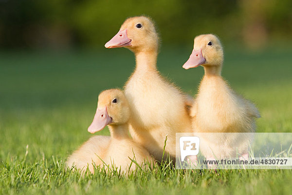 Drei Entenküken auf Gras