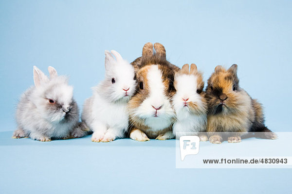 Fünf Kaninchen  Studioaufnahme