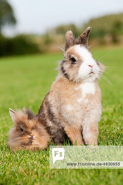 Zwei Kaninchen auf Gras sitzend