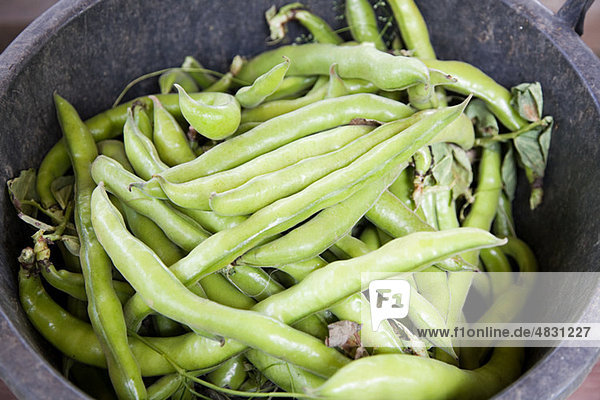Bucket of fresh broad beans