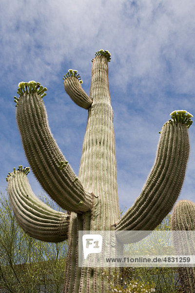 Kaktus  flache Ansicht