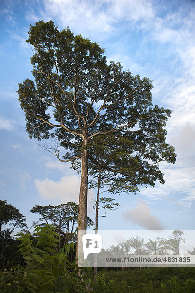 Südamerika  hohe Bäume im Amazonas-Regenwald