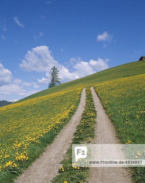 Dolomites  Flowers  Holiday  Italy  Europe  Landmark  Road  Rural  Tourism  Track  Travel  Vacation  Wild  Yellow