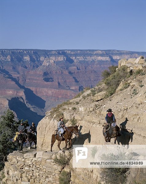 Amerika  Arizona  Grand Canyon  Grand Canyon Nationalpark  Erbe  Urlaub  Landmark  Mule  Tourismus  Touristen  Reisen  Trekki