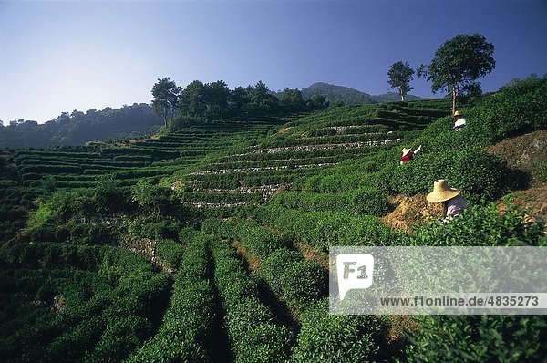 Landwirtschaft  Asien  China  Landwirte  Felder  Hangzhou  Urlaub  Landmark  Sehnsucht  Plantage  Provinz  Tee  Tourismus  Reisen  Vac