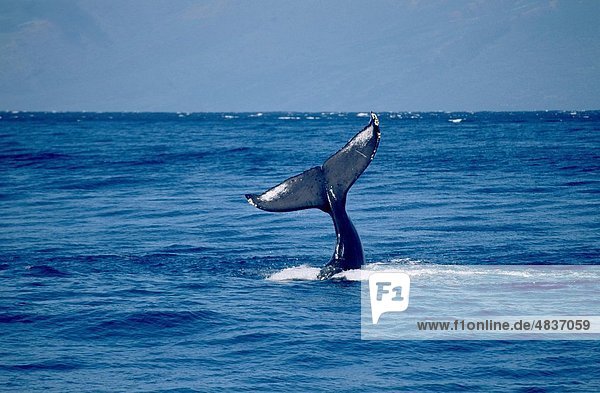 Vereinigte Staaten von Amerika USA Buckelwal Megaptera novaeanglia Mann Hintergrund aufblasen Schlauchboot Monterey Bay Kalifornien