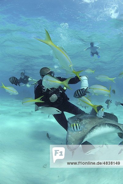 Diver with Sting rays Stingray City Sandbar Grand Cayman Island Cayman Islands Caribbean