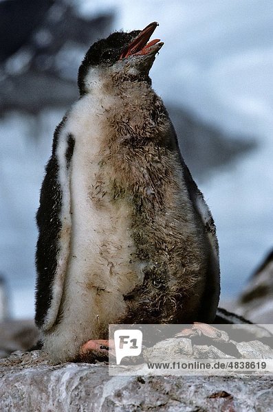 dick  Felsen  Berggipfel  Gipfel  Spitze  Spitzen  groß  großes  großer  große  großen  Jungvogel  Eselspinguin  Pygoscelis papua  Langschwanzpinguin  Antarktis  flauschig  hecheln  Pinguin