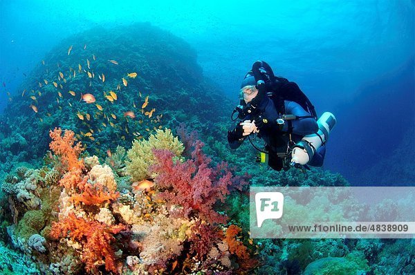 Mixed gas rebreather diver on coral reef Red Sea